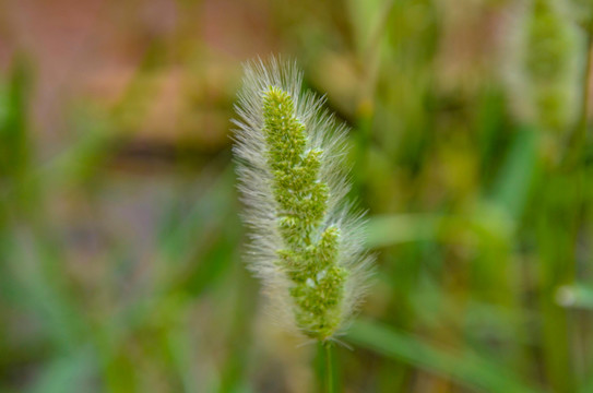 狗尾巴草