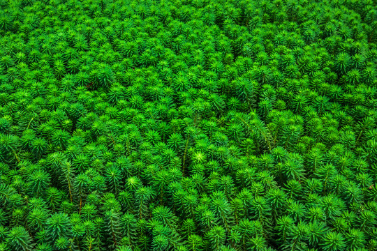 水生植物粉绿狐尾藻