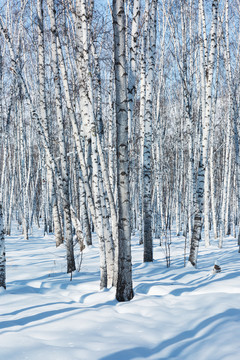 冬季白桦林雪地