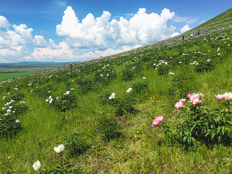 蓝天白云山坡芍药花海