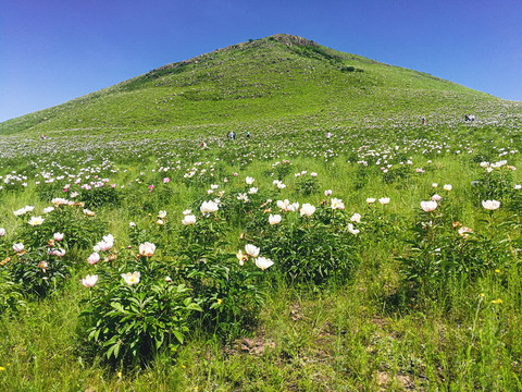 野生芍药花