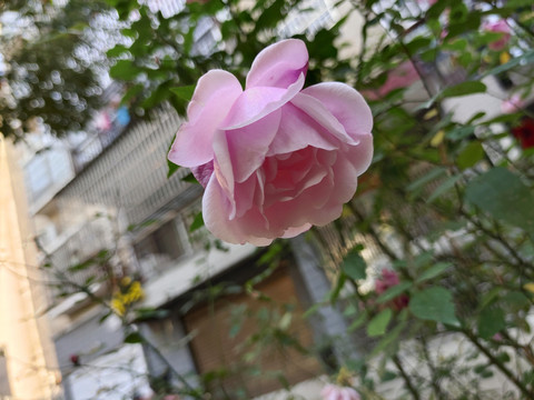 月季花