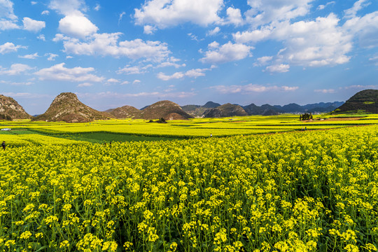 油菜花