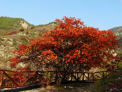 红叶黄栌