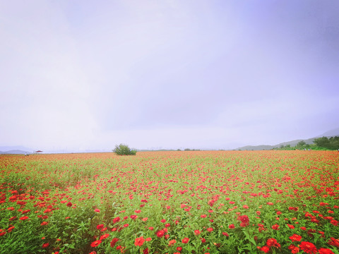 花海