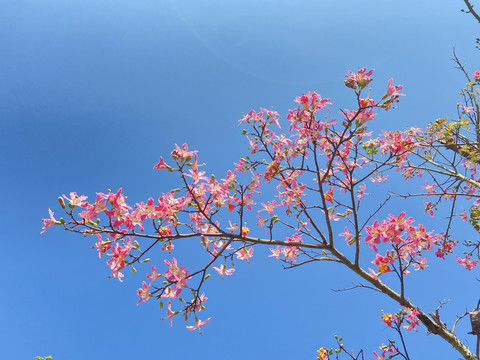 异木棉花