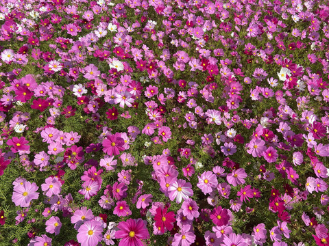 格桑花花海