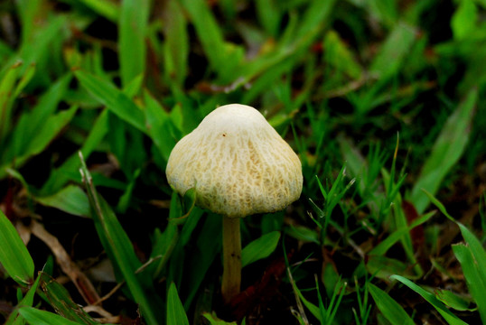 草地野蘑菇