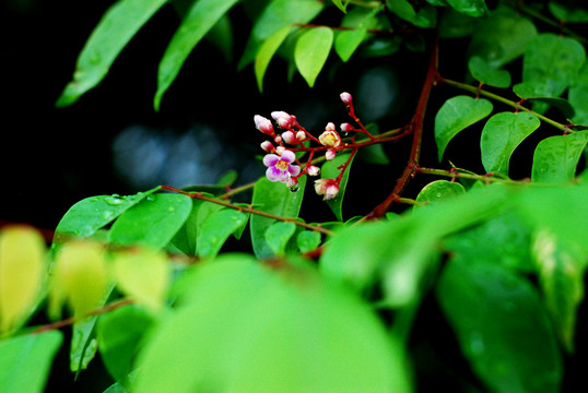 杨桃树花