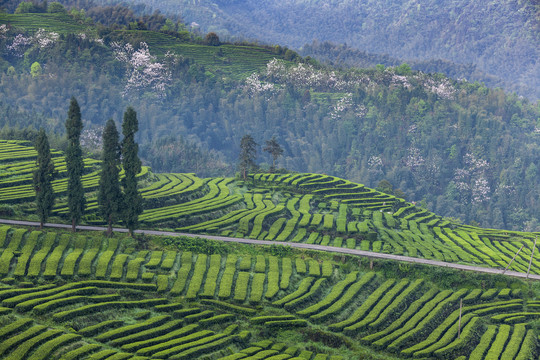 宜宾珙县鹿鸣茶山自然景观