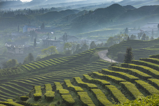 宜宾珙县鹿鸣茶山自然景观