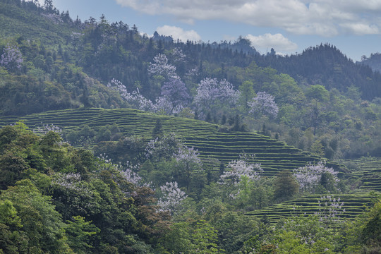 宜宾珙县鹿鸣茶山自然景观