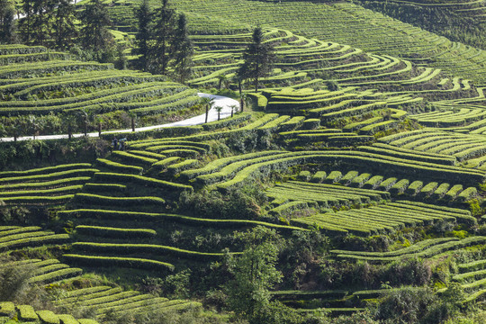 宜宾珙县鹿鸣茶场茶山风光