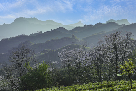 宜宾珙县鹿鸣茶场茶山风光