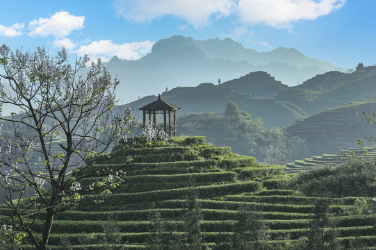 蜿蜒茶山自然风光