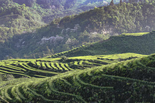 蜿蜒茶山紫色泡桐花茶山风光