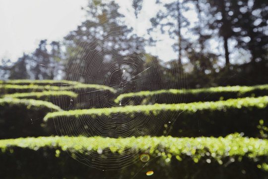 逆光蜘蛛网