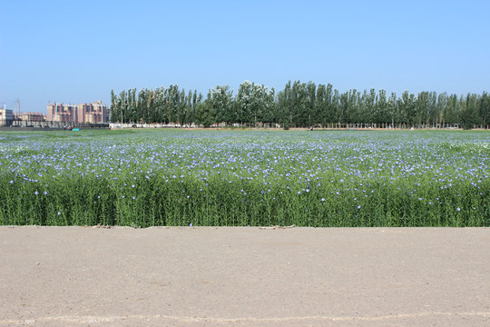 亚麻花胡麻花