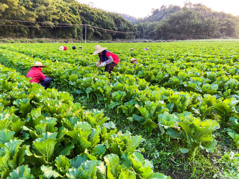 蔬菜种植基地