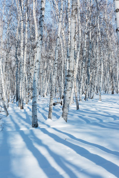 雪地光影白桦树林
