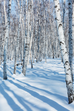 冬季雪地光影白桦树林