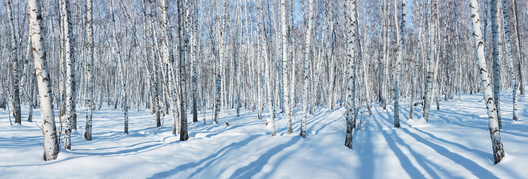 冬季雪原白桦树林大长幅
