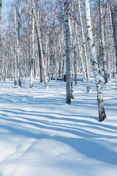 冬季雪原白桦树林