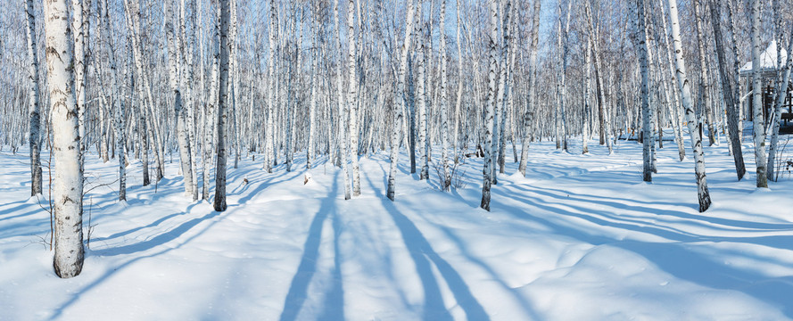 冬季雪原白桦林大宽幅