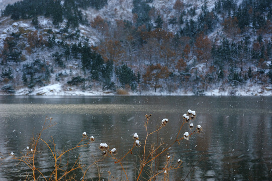 雪景