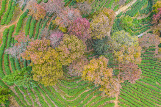 东源上仙湖茶场