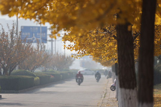 银杏路