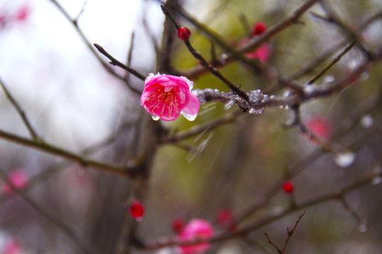 红梅在雪中绽放