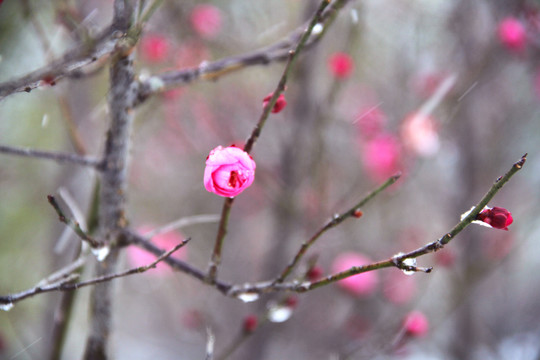 红梅在雪中绽放