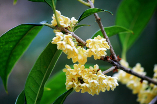 桂花枝