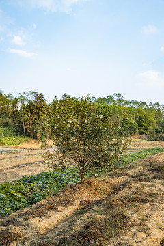 茶籽树