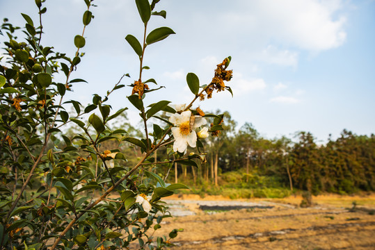 茶籽树