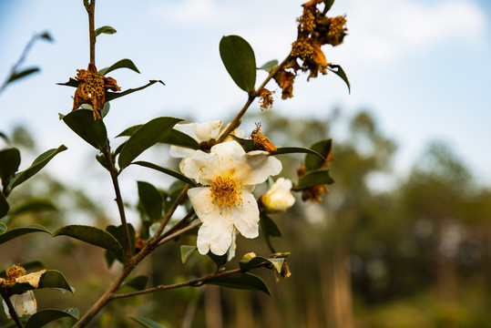 茶籽树