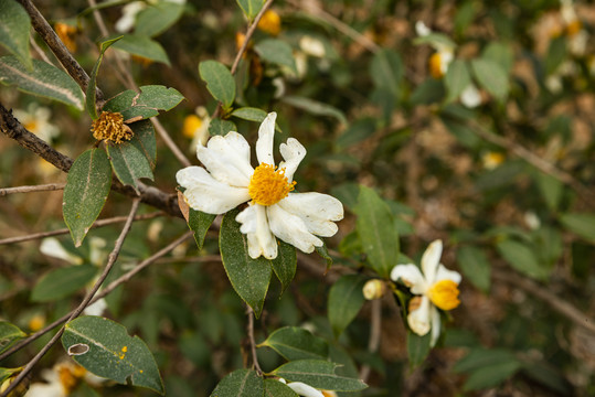 茶籽树