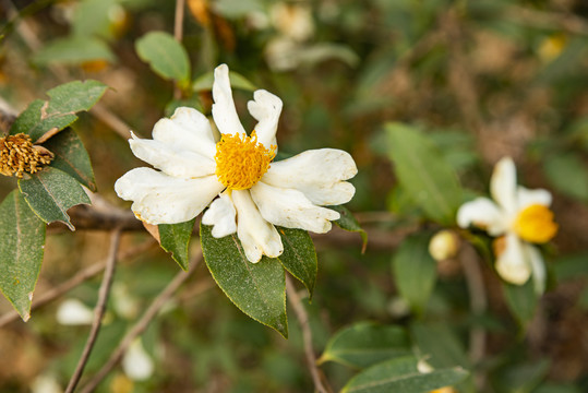 茶籽树