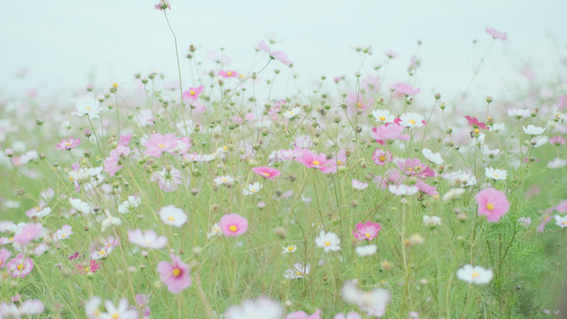 花丛