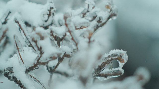 冰雪包裹的树枝