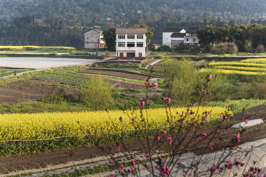 希望的田野