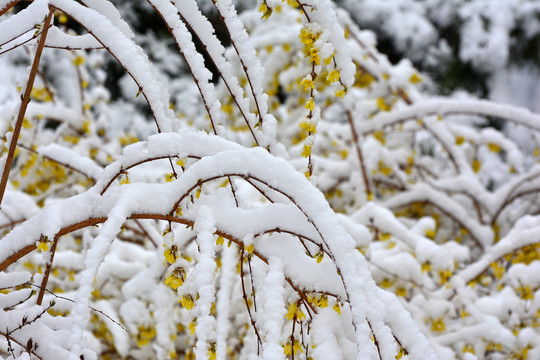 连翘雪