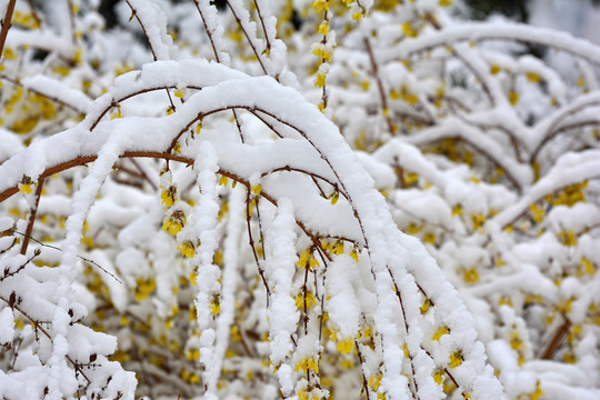 连翘雪