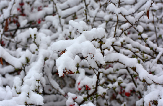 雪压海棠