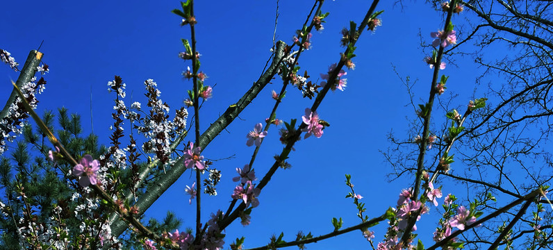 初春时节含苞待放的桃花花朵