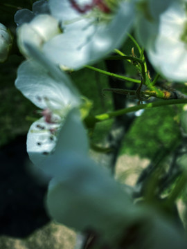 春日里盛开的白色花朵侧面特写