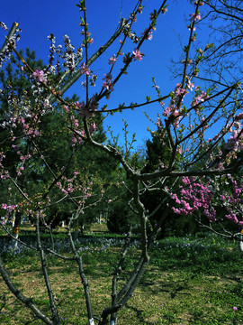 春日里的桃花树图片