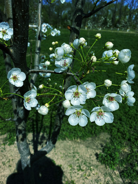春日暖阳下盛开的里梨花图片