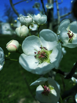 春日暖阳里盛开的梨花与花苞